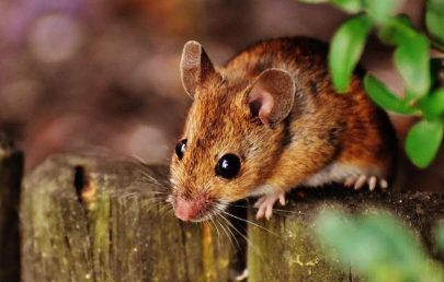科学家可以根据老鼠的神经活动来判断老鼠在看哪里和定位