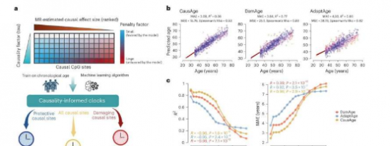 新的表观遗传时钟重塑了我们测量年龄的方式