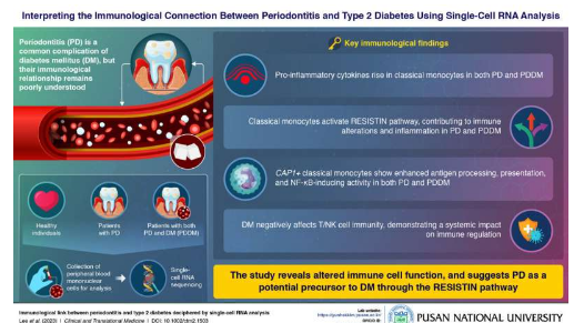 研究人员揭示糖尿病如何削弱牙龈防御