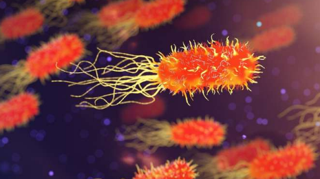 对致命超级细菌艰难梭菌的治疗可能正在减弱